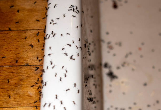 Best Affordable Pest Control Services  in Huntington Park, CA