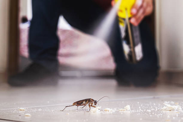 Best Spider Control Near Me  in Huntington Park, CA
